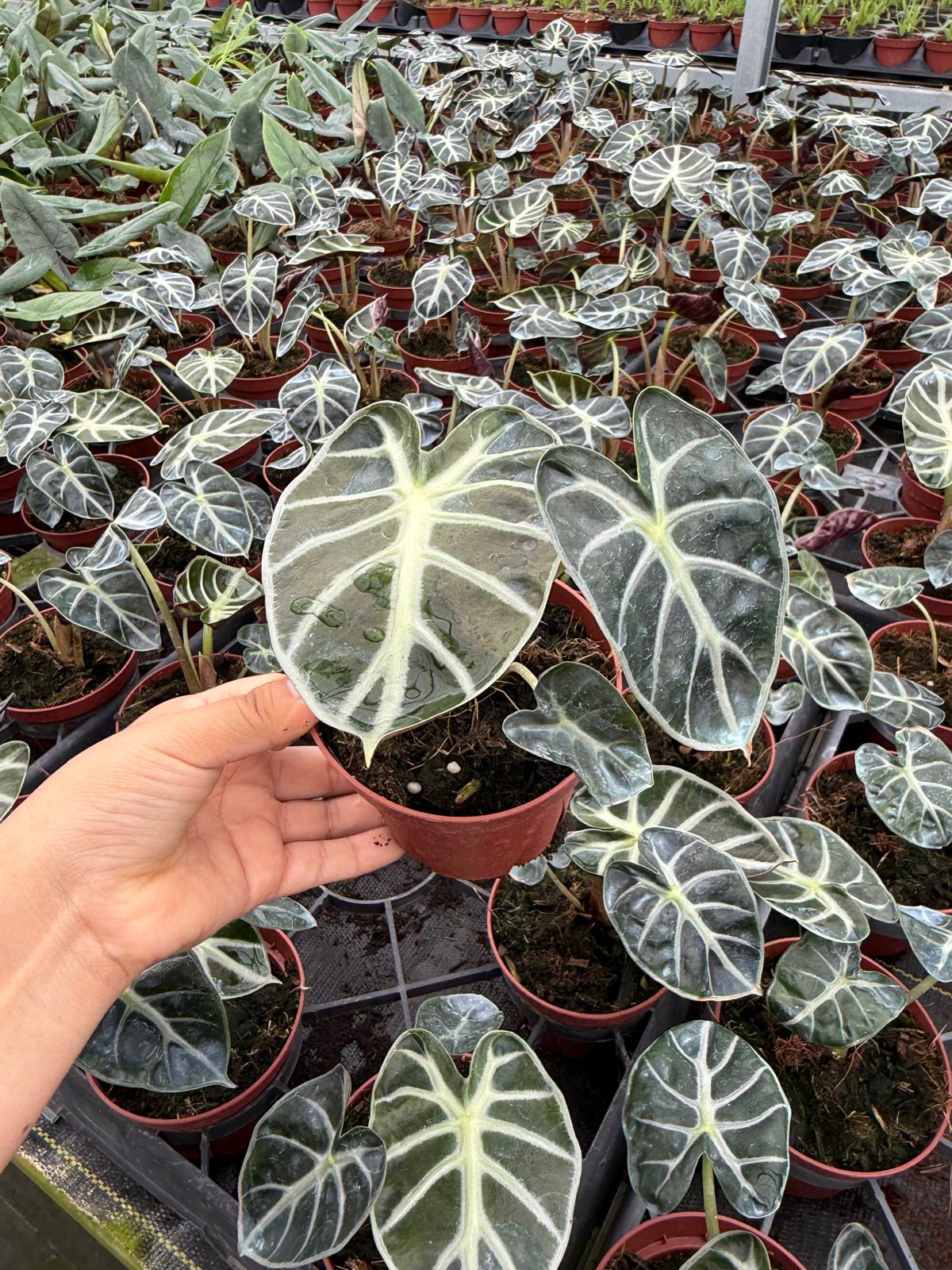 Alocasia Heart Balloon