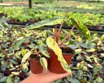 Philodendron Billieatiea Variegated : Exact Plant - Rare Houseplant, Live Indoor Plant, Easy Care, Tropical Vine