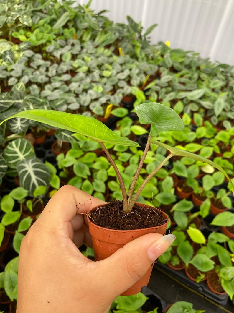 Coollective Plants Alocasia Scalprum - Thumbnail 5
