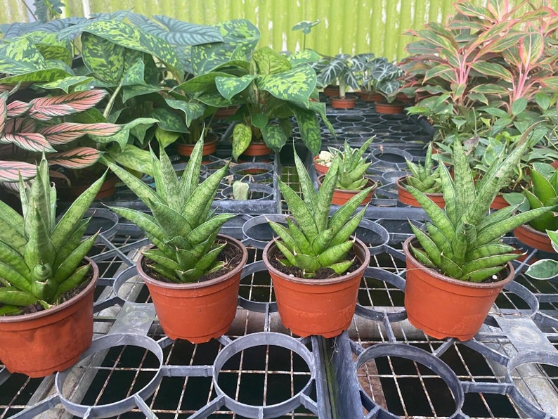 Sansevieria Tower Thai upright snake plant with tall green leaves, easy care low light indoor live houseplant.