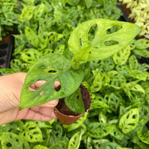 May include: A small green plant with large, perforated leaves in a brown pot. The plant is surrounded by other similar plants.