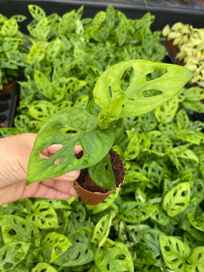 May include: A small green plant with large, perforated leaves in a brown pot. The plant is surrounded by other similar plants.