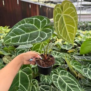 Anthurium Crystallinum (rare plant)