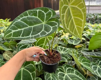 Anthurium (black Widow X Michelle) X (brielle X Red