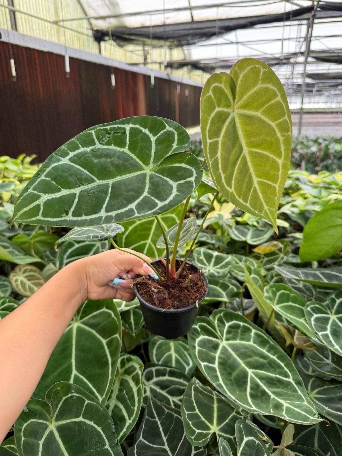 Anthurium Crystallinum (rare Plant) - Etsy