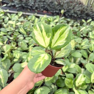 Hoya Obovata Variegated – Wax Plant | Live Plant in 2” Pot