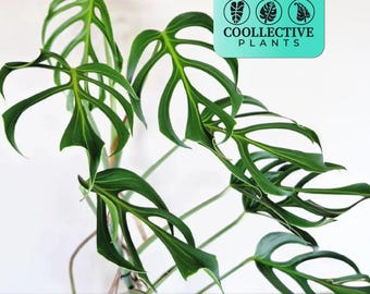 Monstera Burle Marx Flame - Live Indoor Houseplant – Rare Tropical Starter Plant, Beginner Friendly