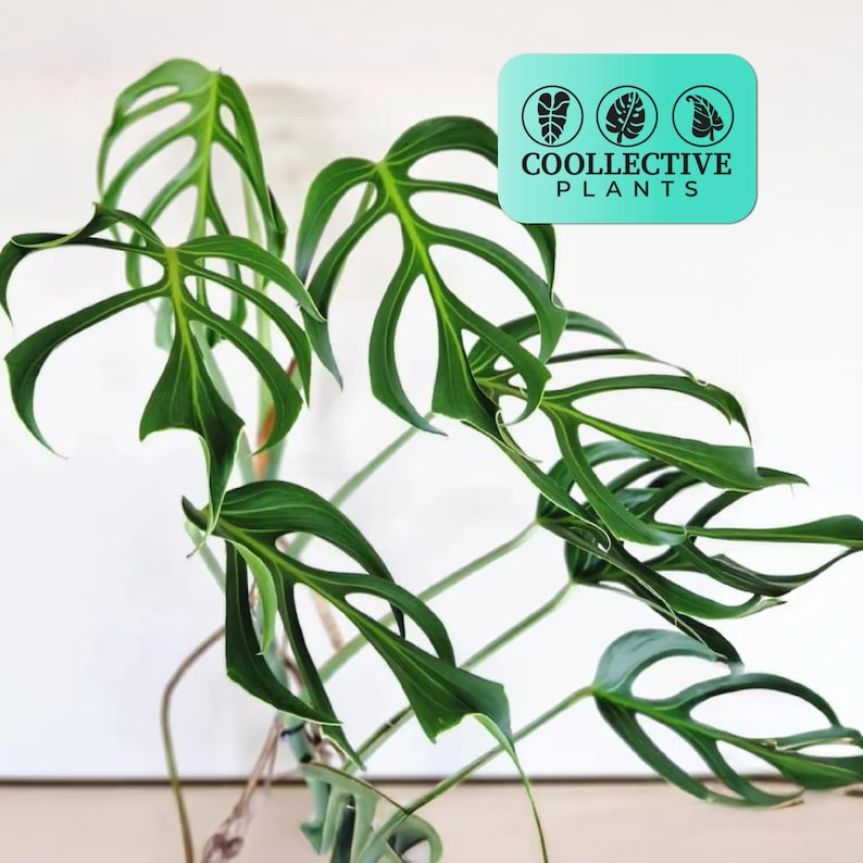 May include: A close-up of a vibrant green Monstera adansonii plant with distinctive fenestrated leaves. The plant is set against a white background, with a teal and white logo that reads "COOLLECTIVE PLANTS".