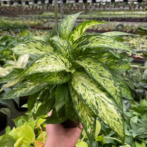 May include: A close-up of a Dieffenbachia plant with large, variegated leaves. The leaves are a vibrant green with irregular patterns of creamy white and yellow. The plant is in a dark pot, and other plants are visible in the background.
