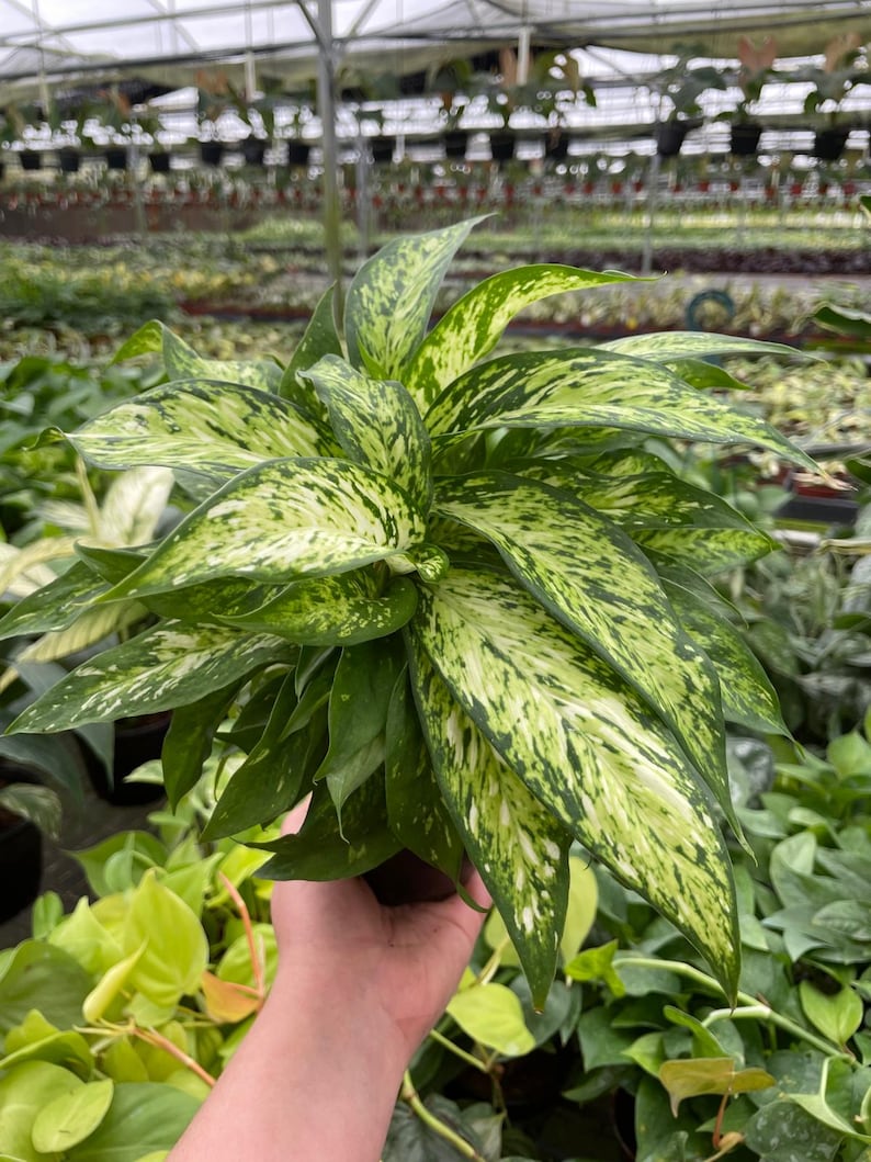 May include: A close-up of a Dieffenbachia plant with large, variegated leaves. The leaves are a vibrant green with irregular patterns of creamy white and yellow. The plant is in a dark pot, and other plants are visible in the background.