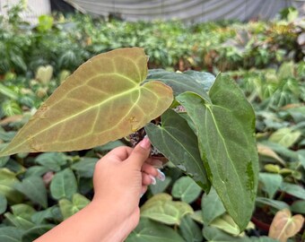 Rare Anthurium Red Crystal X Crystallinum: Exotic Indoor