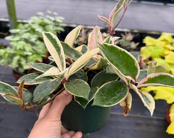 Hoya Albo Carnosa : Indoor Plants - Easy Care Houseplant - Starter Plant ,Live Indoor, Easy to Grow - Beginner Plant