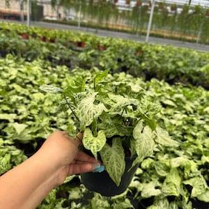 Syngonium "Batik" :  Indoor Plants - Easy Care Houseplant - Starter Plant ,Live Indoor, Easy to Grow - Beginner Plant