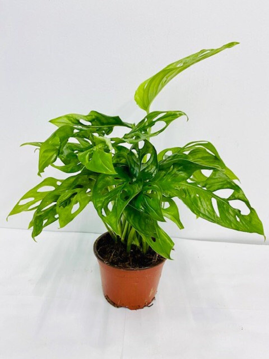 Monstera Swiss Cheese Indoor Plants Easy Care Houseplant starter