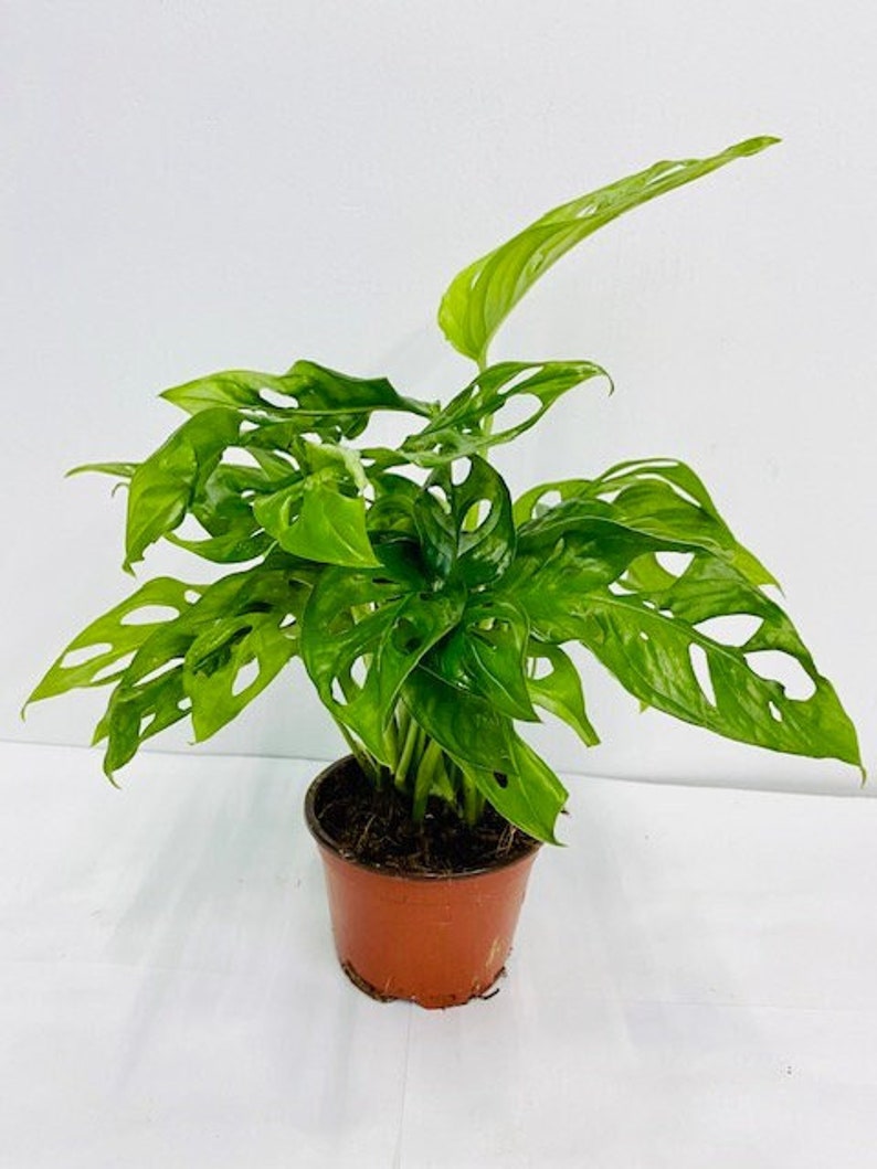 May include: A green Monstera adansonii plant with large, perforated leaves in a brown plastic pot.