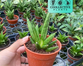 Sansevieria Hedgehog Live Plant – Unique Spiky Snake Plant – Low Maintenance Indoor Houseplant