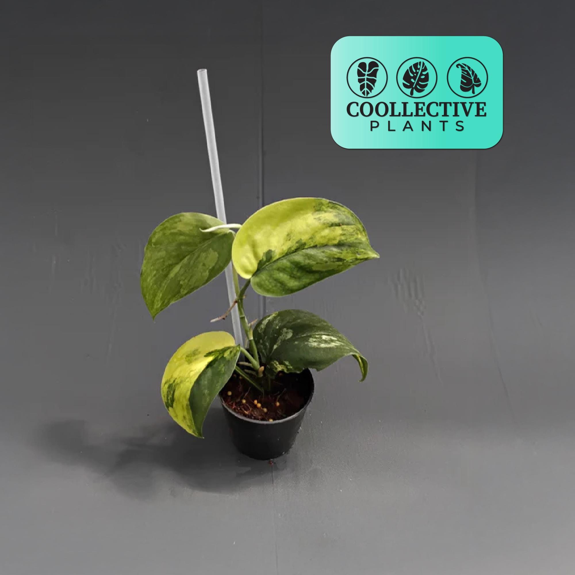 Scindapsus Matcha - Etsy