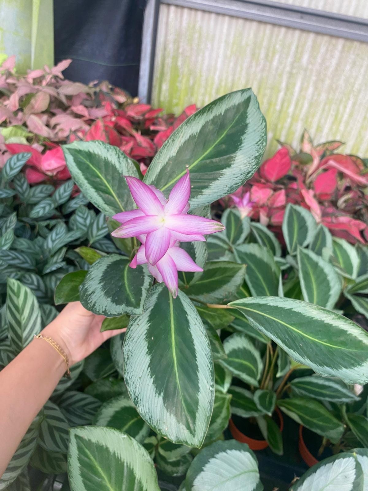 Calathea Bicajoux "Gecko"  Rare Calathea Live Plant  Vibrant Patterned  Foliage for Home Dcor  Easy Indoor Tropical Houseplant Starter