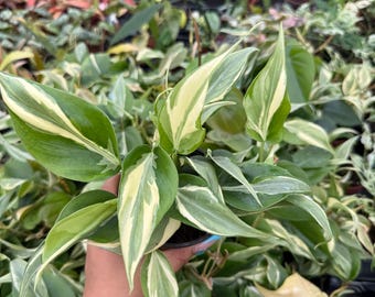 seltene philodendron kaufen Philodendron White Princess, seltene Blattpflanze - 30cm