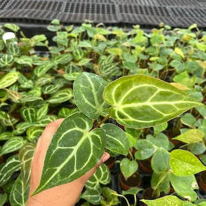 May include: Close-up of a green plant with prominent white veining. The plant's leaves are heart-shaped and have a glossy texture. The image shows several potted plants, suggesting a nursery or plant shop setting.