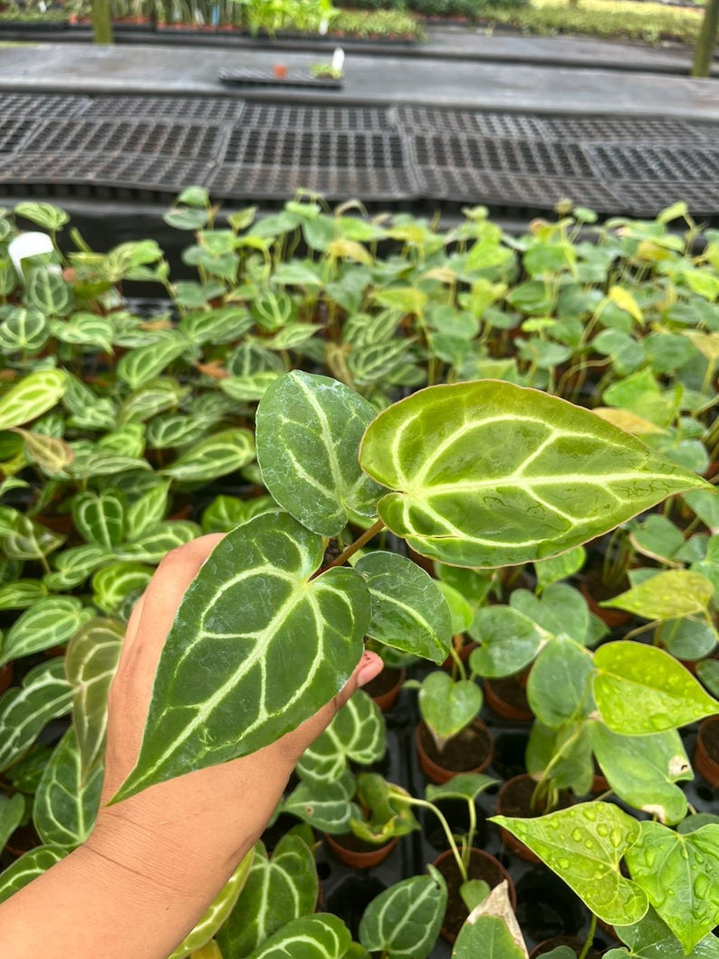 May include: Close-up of a green plant with prominent white veining. The plant's leaves are heart-shaped and have a glossy texture. The image shows several potted plants, suggesting a nursery or plant shop setting.