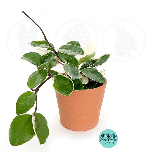 Hoya Albo Carnosa : Indoor Plants - Easy Care Houseplant - Starter Plant ,Live Indoor, Easy to Grow - Beginner Plant