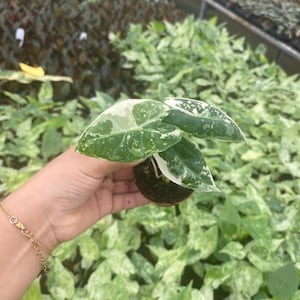 May include: A small, variegated plant with white and green leaves. The plant is being held in a person's hand.
