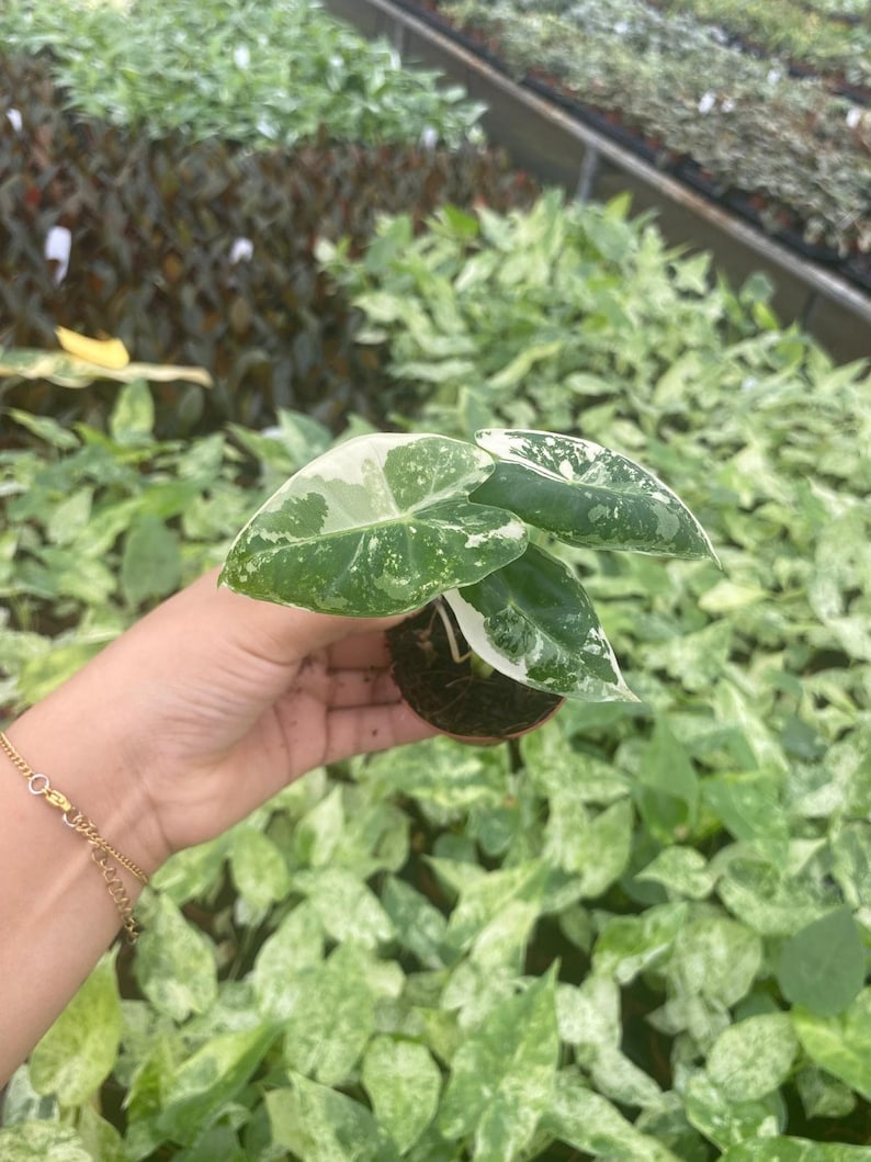 May include: A small, variegated plant with white and green leaves. The plant is being held in a person's hand.