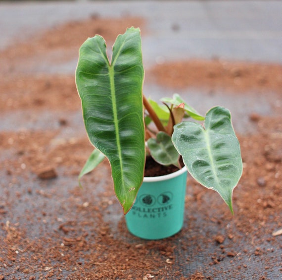 venus fly plant Venus Flytrap 'Dente' main image 0