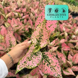 4" Pot Aglaonema Light Pink Triphet Plant, Pink Indoor Houseplant - Live Plant, Easy Care, Beginner Friendly, Indoor Decor