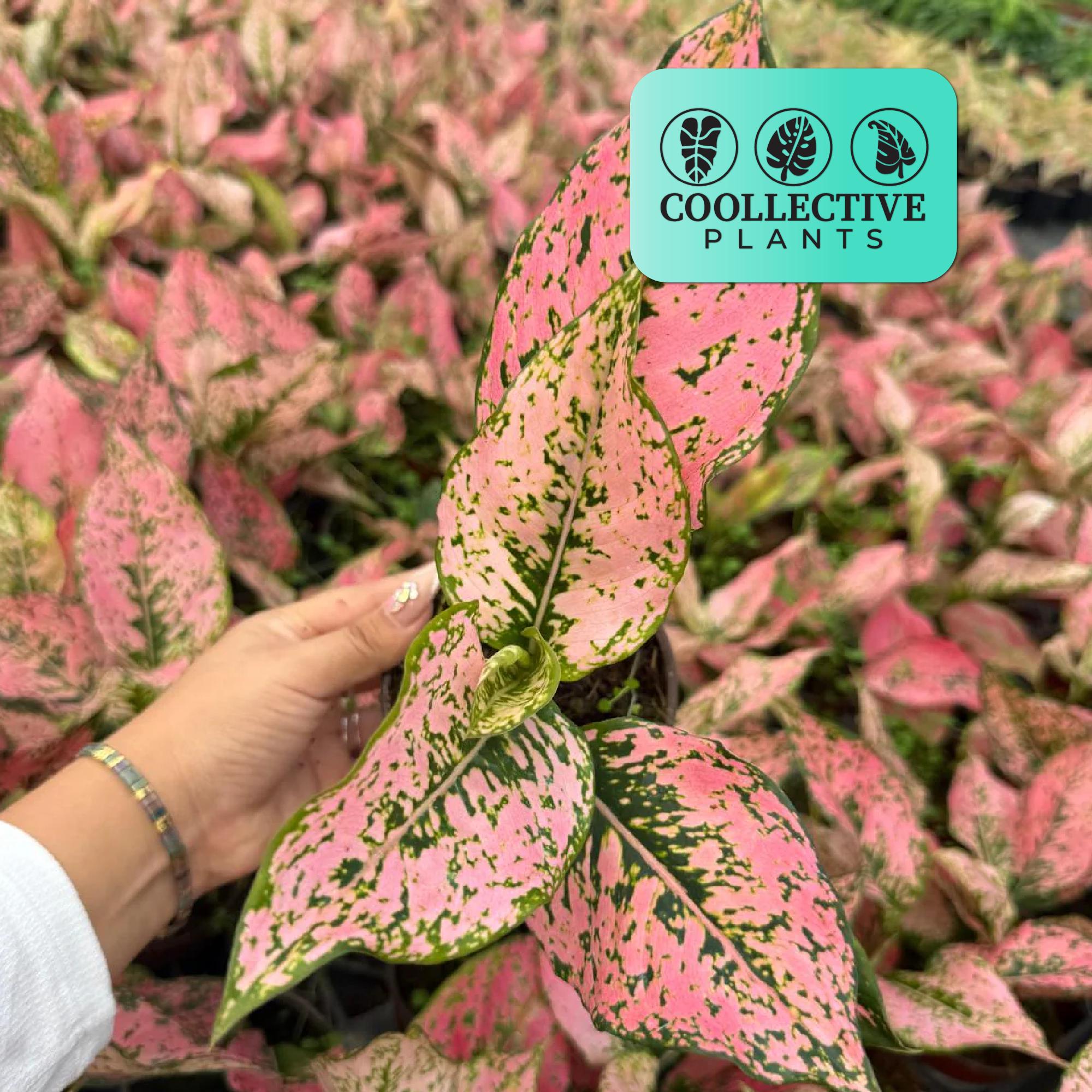 indoor ivy plant English Ivy For Sale (Hedera helix)