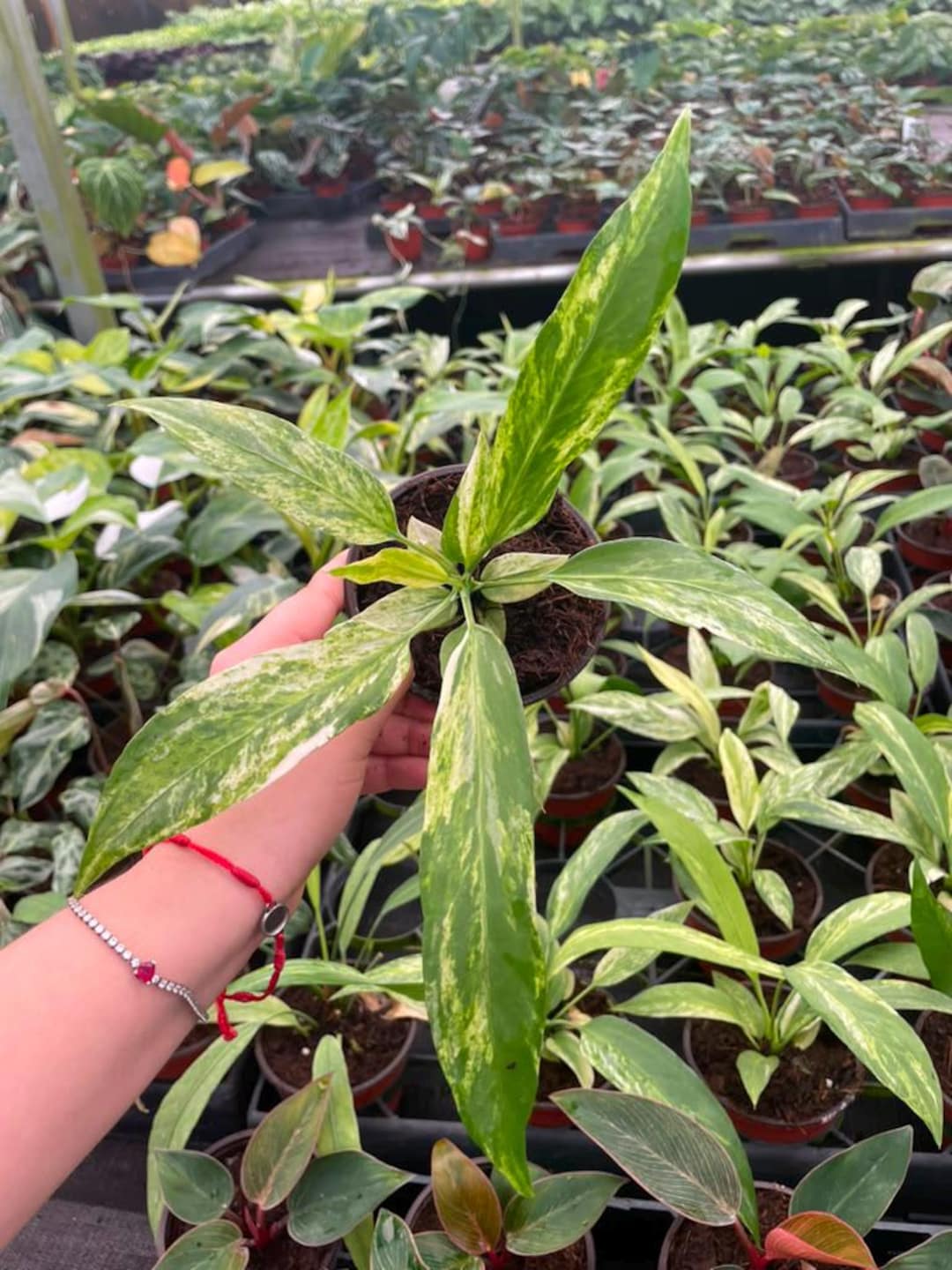 Anthurium Vittarifolium Variegated - Etsy