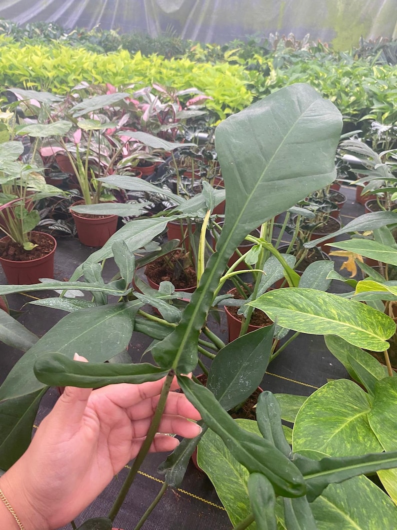 Pu&ograve; includere: Una pianta verde con foglie grandi e appuntite. La pianta &egrave; tenuta da una mano al centro dell'immagine. La pianta &egrave; circondata da altre piante in un ambiente di serra.