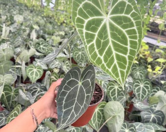 Anthurium (dorayaki X BVEP) X Doc Block | Exact Plant | Round Leaf