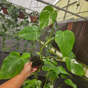 May include: A potted Monstera plant with large, green leaves, some with white variegation. The plant is in a brown pot, and the background shows other hanging plants in a greenhouse setting.