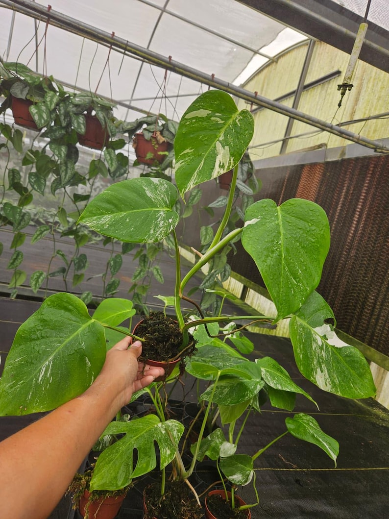 May include: A potted Monstera plant with large, green leaves, some with white variegation. The plant is in a brown pot, and the background shows other hanging plants in a greenhouse setting.