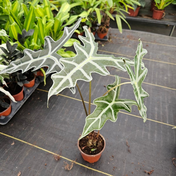 Alocasia Sanderiana 'Nobilis' :  Indoor Plants - Easy Care Houseplant - Starter Plant ,Live Indoor, Easy to Grow - Beginner Plant