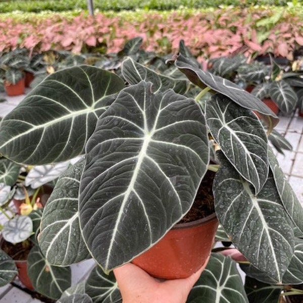 Alocasia Black Velvet : Indoor Plants - Easy Care Houseplant - Starter Plant ,Live Indoor, Easy to Grow - Beginner Plant
