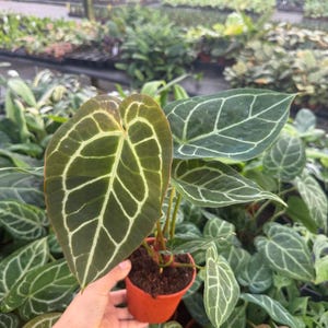 May include: Anthurium plant in a small orange pot. The large, heart-shaped leaves are dark green with prominent white veining. The plant is surrounded by other plants in a greenhouse setting.