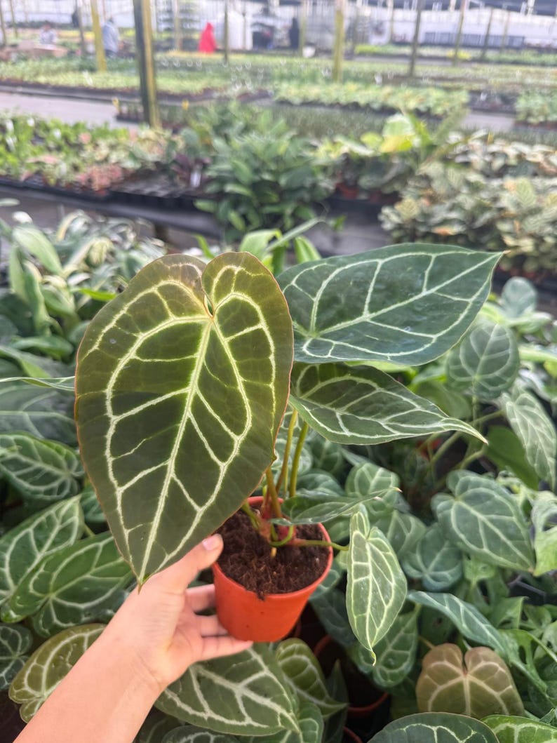 May include: Anthurium plant in a small orange pot. The large, heart-shaped leaves are dark green with prominent white veining. The plant is surrounded by other plants in a greenhouse setting.