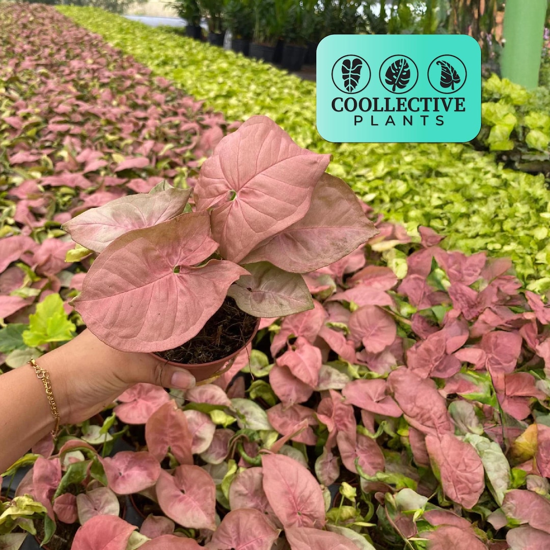 Singonis Syngonium Neon Pink: Live Indoor Tropical Houseplant – Bright Pink ...