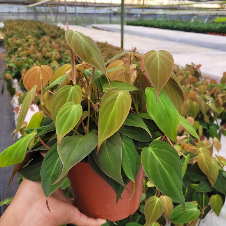 Coollective Plants Philodendron Micans - Thumbnail 3