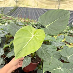 Large Philodendron - Etsy