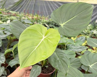 Philodendron Mcdowell :  Indoor Plants - Easy Care Houseplant - Starter Plant ,Live Indoor, Easy to Grow - Beginner Plant