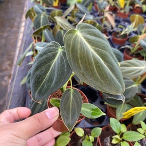 K&ouml;nnte beinhalten: Eine Philodendron micans Pflanze in einem kleinen braunen Kunststofftopf. Die Pflanze hat mehrere herzf&ouml;rmige, samtige, dunkelgr&uuml;ne Bl&auml;tter mit hellgr&uuml;nen Adern und dezenten bronzefarbenen R&auml;ndern, die eine weiche, texturierte Oberfl&auml;che aufweisen.