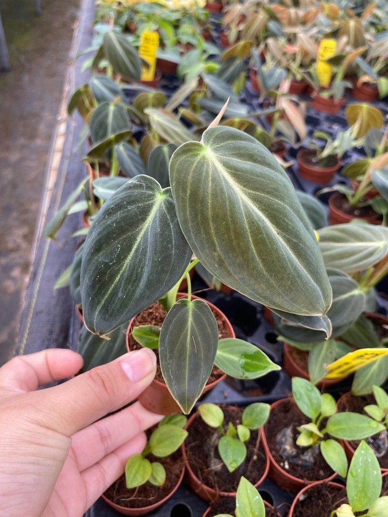 K&ouml;nnte beinhalten: Eine Philodendron micans Pflanze in einem kleinen braunen Kunststofftopf. Die Pflanze hat mehrere herzf&ouml;rmige, samtige, dunkelgr&uuml;ne Bl&auml;tter mit hellgr&uuml;nen Adern und dezenten bronzefarbenen R&auml;ndern, die eine weiche, texturierte Oberfl&auml;che aufweisen.