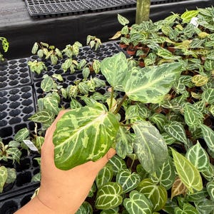 Philodendron Gloriosum Variegated : Indoor Plants - Easy Care Houseplant - Starter Plant ,Live Indoor, Easy to Grow - Beginner Plant