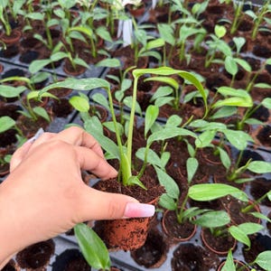 May include: A close-up shot of a small potted plant with vibrant green leaves. The plant is held in a brown pot, surrounded by other similar plants in a tray. The leaves are a bright green color, and the overall scene suggests a nursery or plant shop.