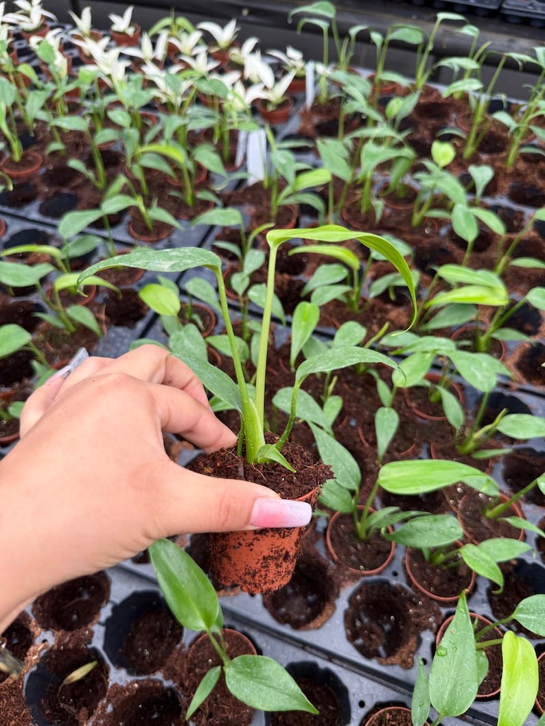 May include: A close-up shot of a small potted plant with vibrant green leaves. The plant is held in a brown pot, surrounded by other similar plants in a tray. The leaves are a bright green color, and the overall scene suggests a nursery or plant shop.