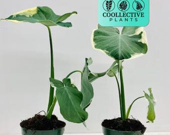 Alocasia Mickey Mouse Houseplant, Rare Tropical Plant - Easy Care Indoor Plant - Whimsical Foliage, Starter Plant, Indoor Decor